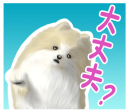 Pomeranian Love sticker #9169985