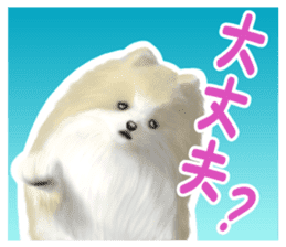 Pomeranian Love sticker #9169985