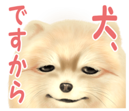 Pomeranian Love sticker #9169986