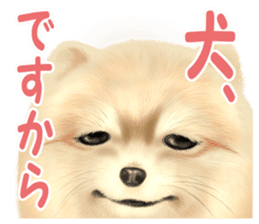 Pomeranian Love sticker #9169986
