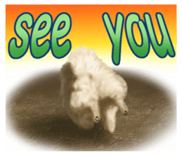 Pomeranian Love sticker #9169989