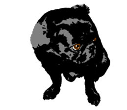 black pug Stickers 3 sticker #9171032