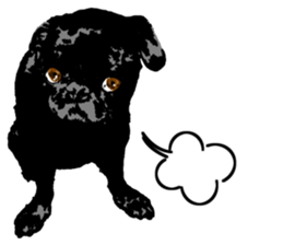 black pug Stickers 3 sticker #9171033