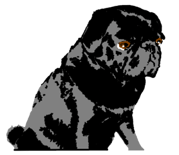 black pug Stickers 3 sticker #9171034