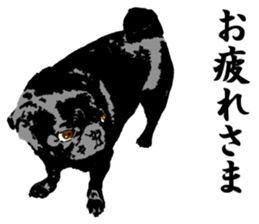 black pug Stickers 3 sticker #9171035