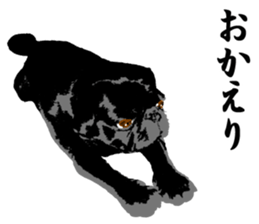black pug Stickers 3 sticker #9171037