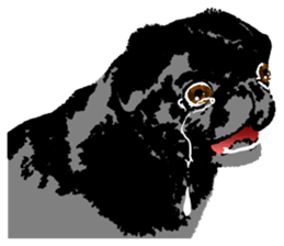 black pug Stickers 3 sticker #9171044