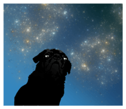 black pug Stickers 3 sticker #9171048
