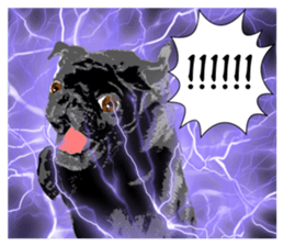 black pug Stickers 3 sticker #9171050
