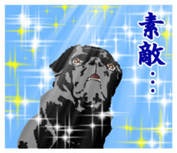 black pug Stickers 3 sticker #9171052