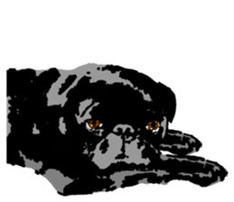 black pug Stickers 3 sticker #9171056