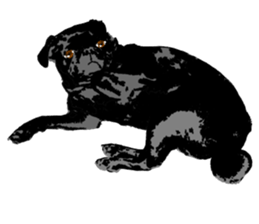 black pug Stickers 3 sticker #9171061