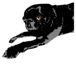 black pug Stickers 3 sticker #9171064