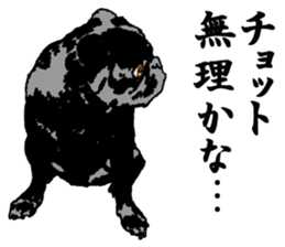 black pug Stickers 3 sticker #9171065