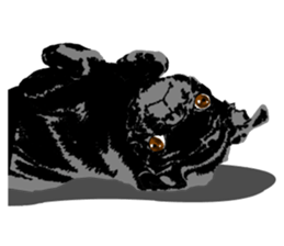 black pug Stickers 3 sticker #9171066