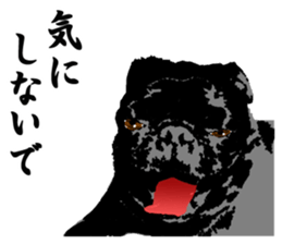 black pug Stickers 3 sticker #9171068