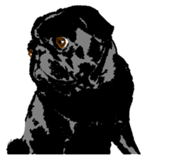 black pug Stickers 3 sticker #9171071