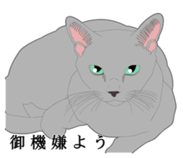 Rial system young lady cat sticker #9193220