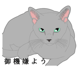 Rial system young lady cat sticker #9193220