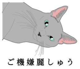 Rial system young lady cat sticker #9193235