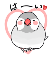 Java sparrow Stickers 3 sticker #9204992