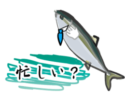 Reencounter of the yellowtail sticker #9205143