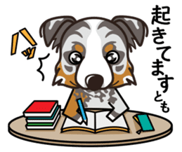 iinu - Australian Shepherd sticker #9223887