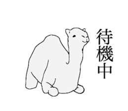 everyday camel sticker #9226215