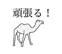 everyday camel sticker #9226230