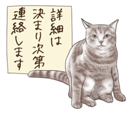 Strange pose cat 6 sticker #9227446