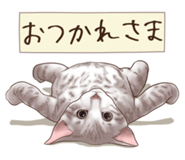 Strange pose cat 6 sticker #9227462