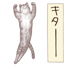 Strange pose cat 6 sticker #9227468