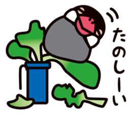 Today is also Java sparrow happiness. sticker #9233382