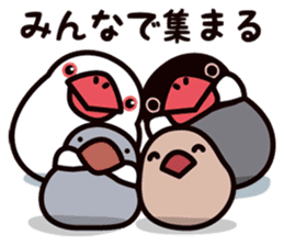 Today is also Java sparrow happiness. sticker #9233392