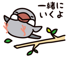 Today is also Java sparrow happiness. sticker #9233394