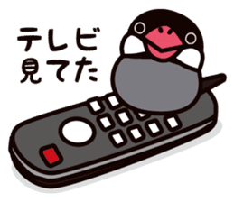 Today is also Java sparrow happiness. sticker #9233400