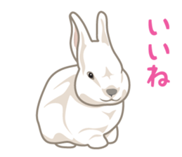 Rial Zoo sticker #9244412