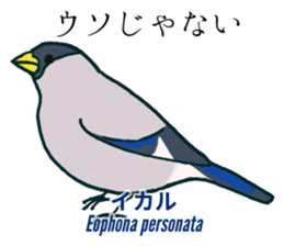 Eurasian bullfinch sticker #9265141