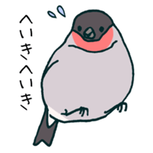 Eurasian bullfinch sticker #9265158