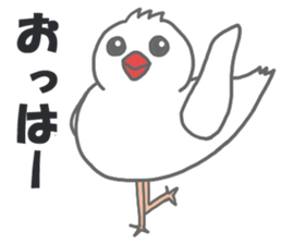 Here comes a boy Java sparrow bunbunmaru sticker #9272464
