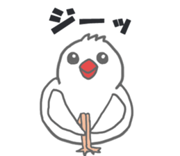 Here comes a boy Java sparrow bunbunmaru sticker #9272471