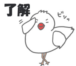 Here comes a boy Java sparrow bunbunmaru sticker #9272479