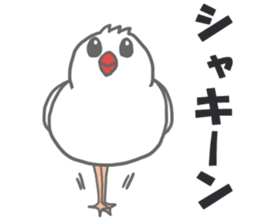 Here comes a boy Java sparrow bunbunmaru sticker #9272493