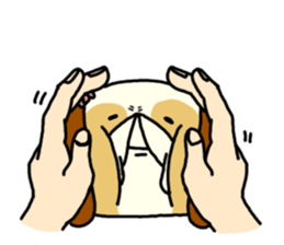 Shih Tzu 2 sticker #9309217