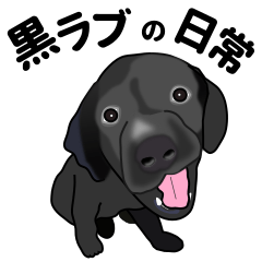 Everyday black Labrador