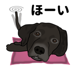 Everyday black Labrador sticker #9330730