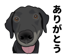 Everyday black Labrador sticker #9330731