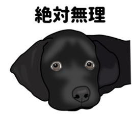 Everyday black Labrador sticker #9330739