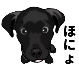 Everyday black Labrador sticker #9330742