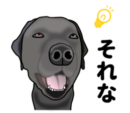 Everyday black Labrador sticker #9330748